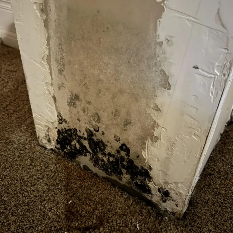 Professional Mold Removal in Woodstock, IL